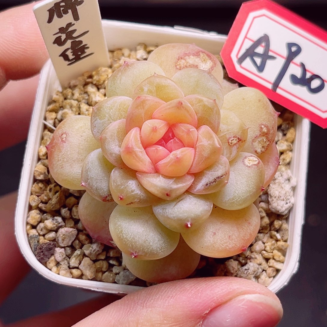 A920 一物一拍 棉花堡