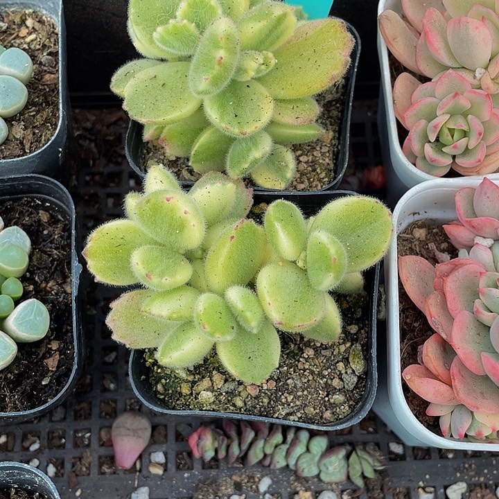 白熊2.8带盆土发