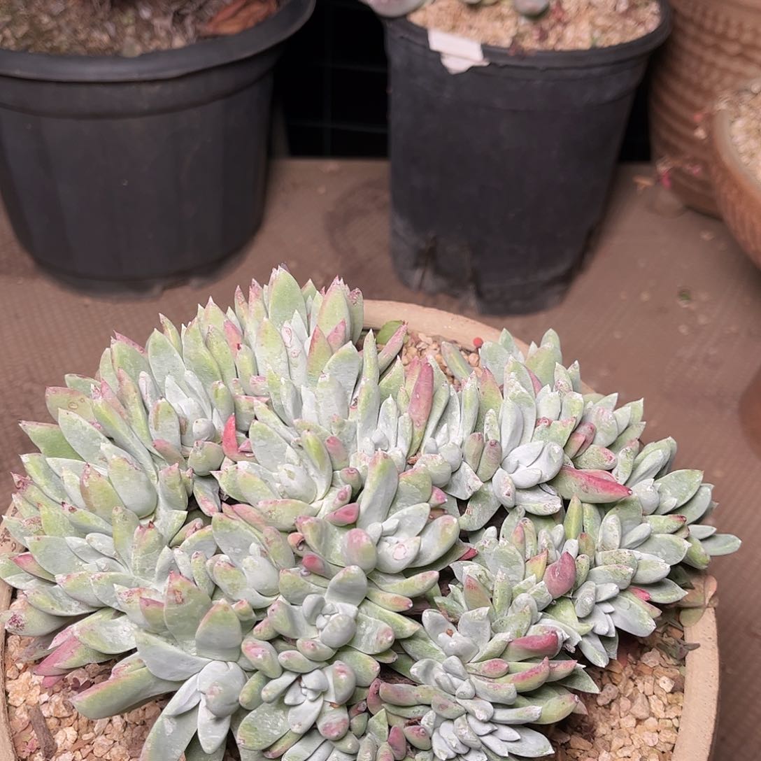 2776刘丹白菊仙女杯多肉