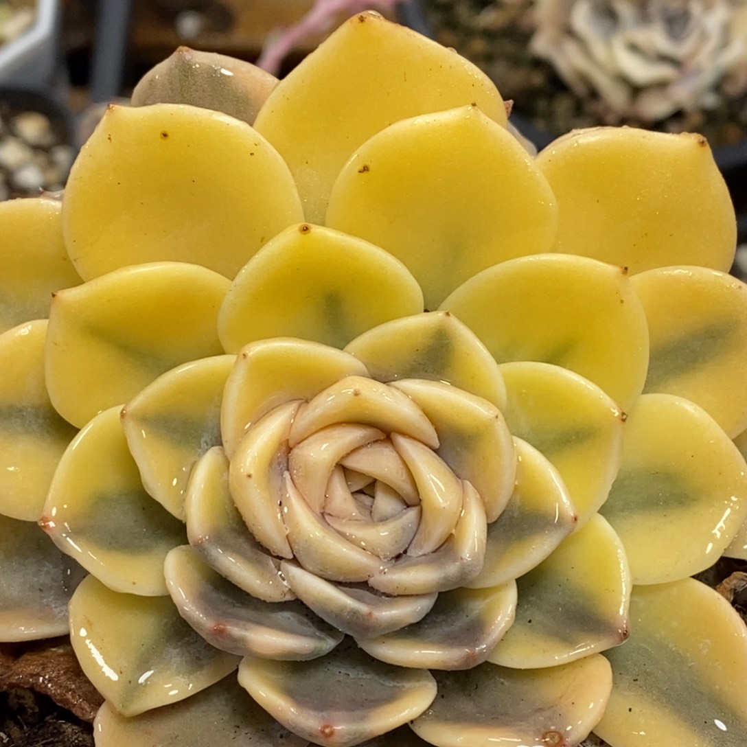 11汉堡锦双头 小方花圃一物一拍