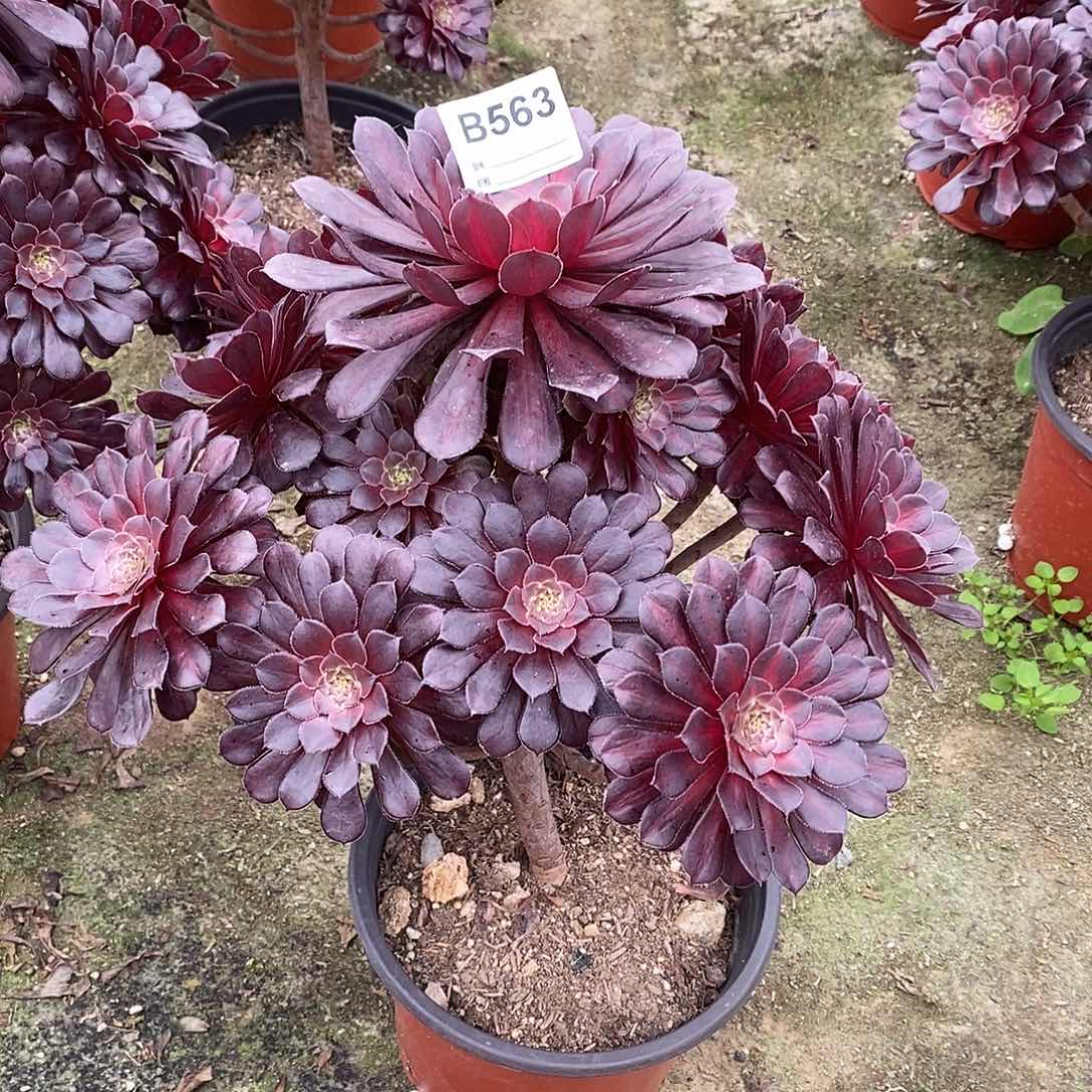 猫**在黑铜壶中班妖桩563