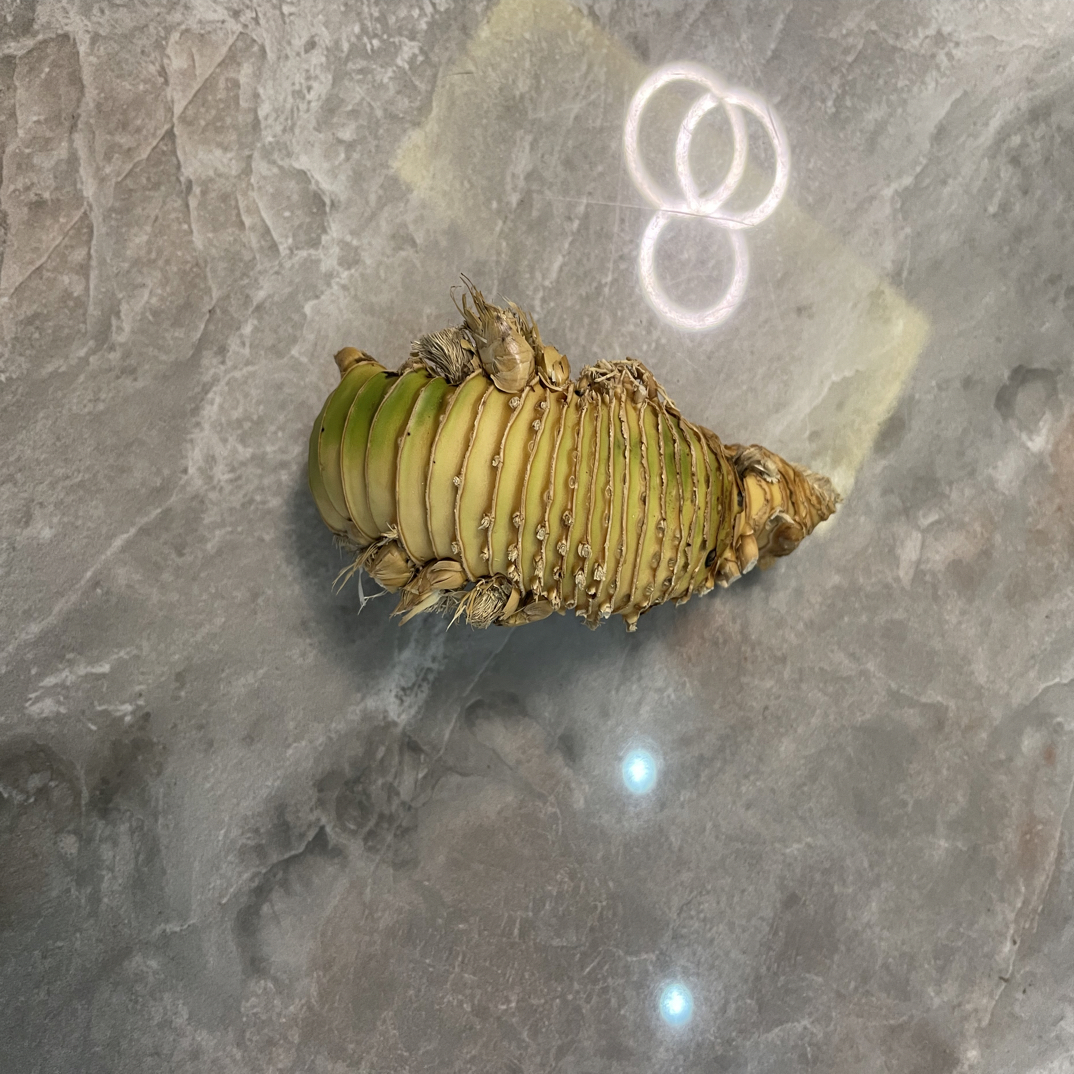 金竹小怪撸 总长11公分 腰3.3