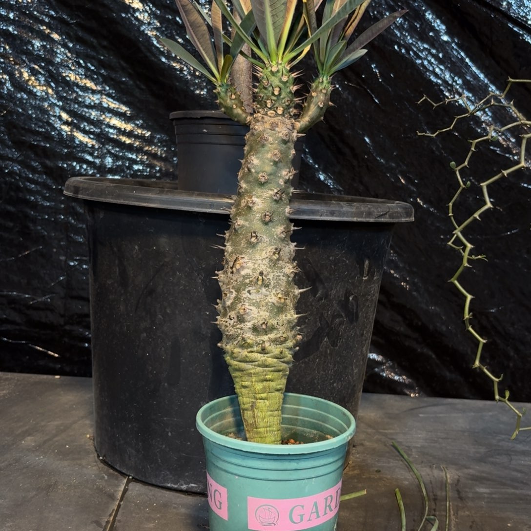 瓶干麒麟2666666666666