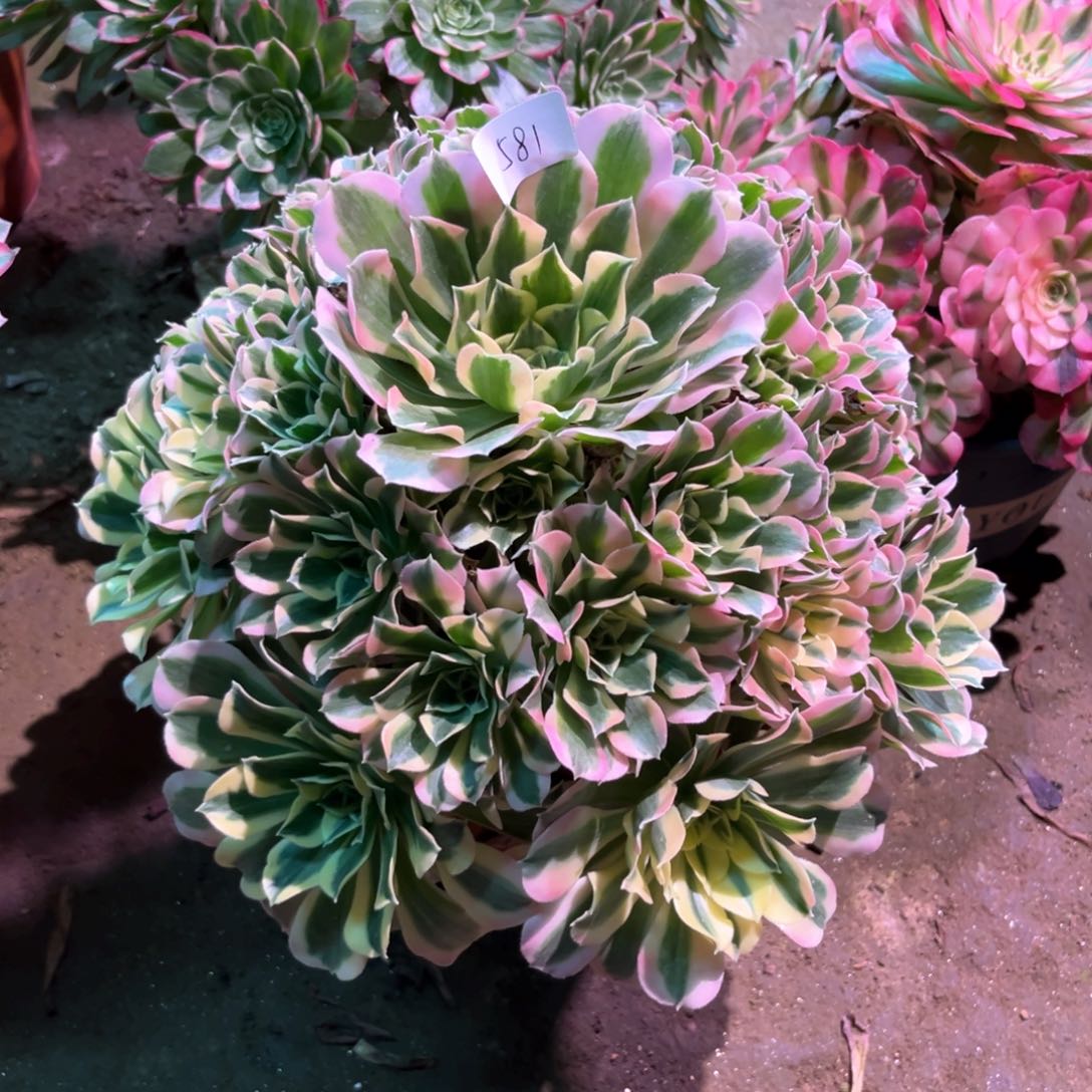 多肉植物白凤581