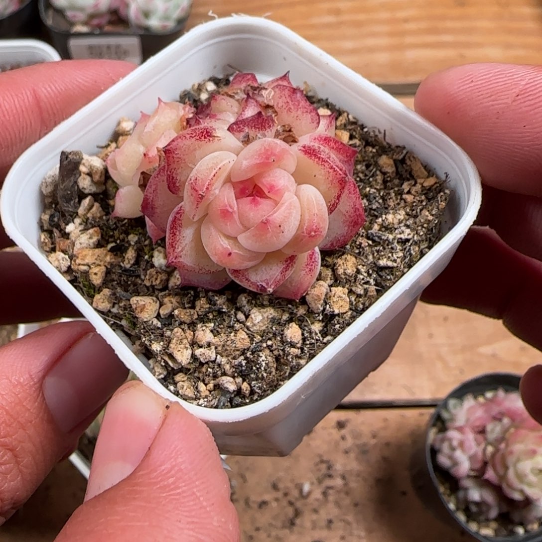 一物一拍麦秆糖心06169