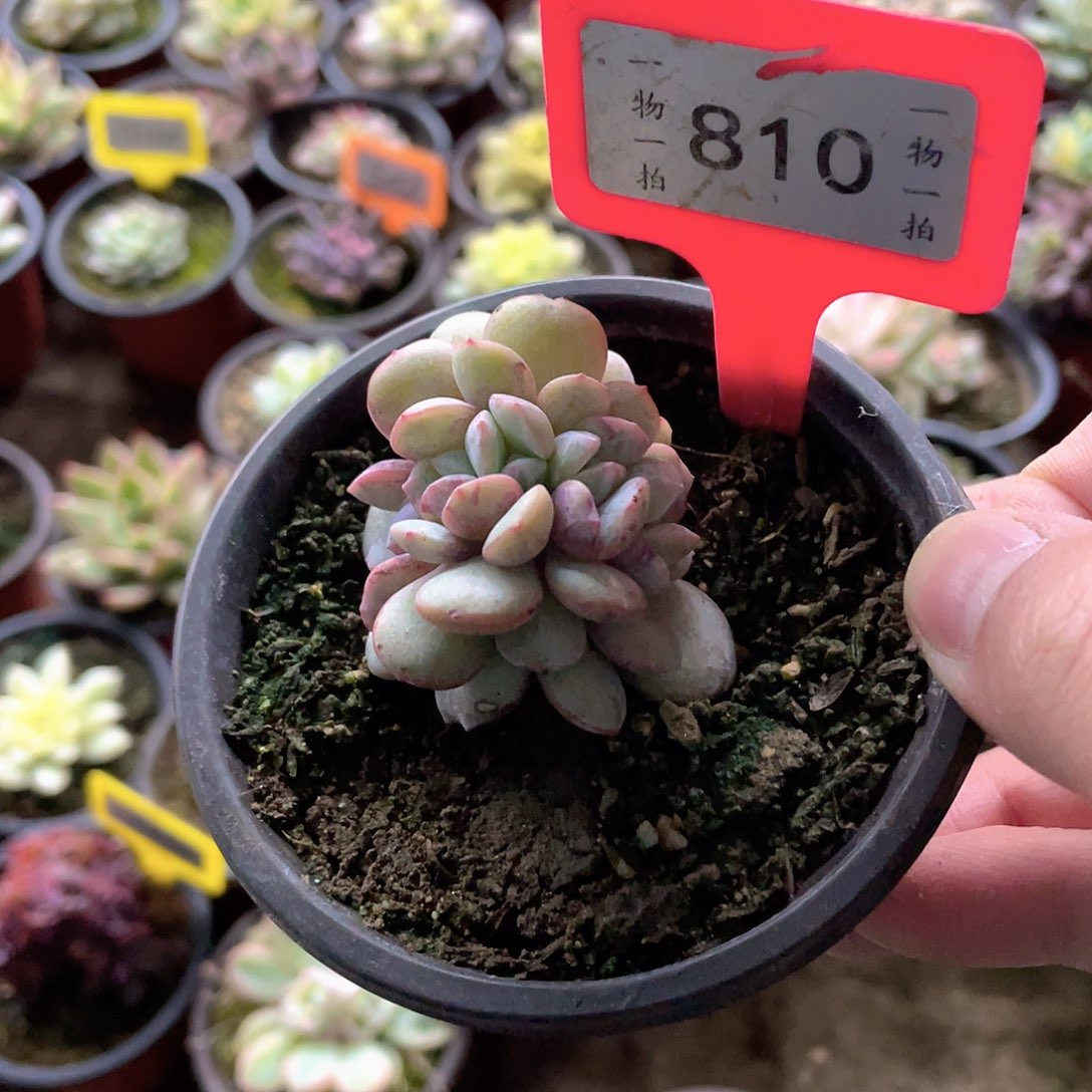 西***心810号多肉植物盆栽
