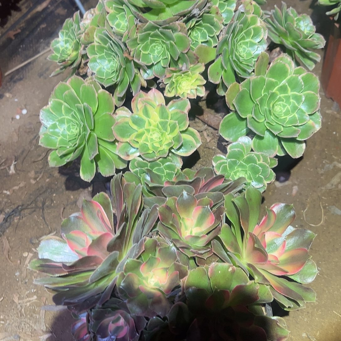 奶白变异香妃两颗590