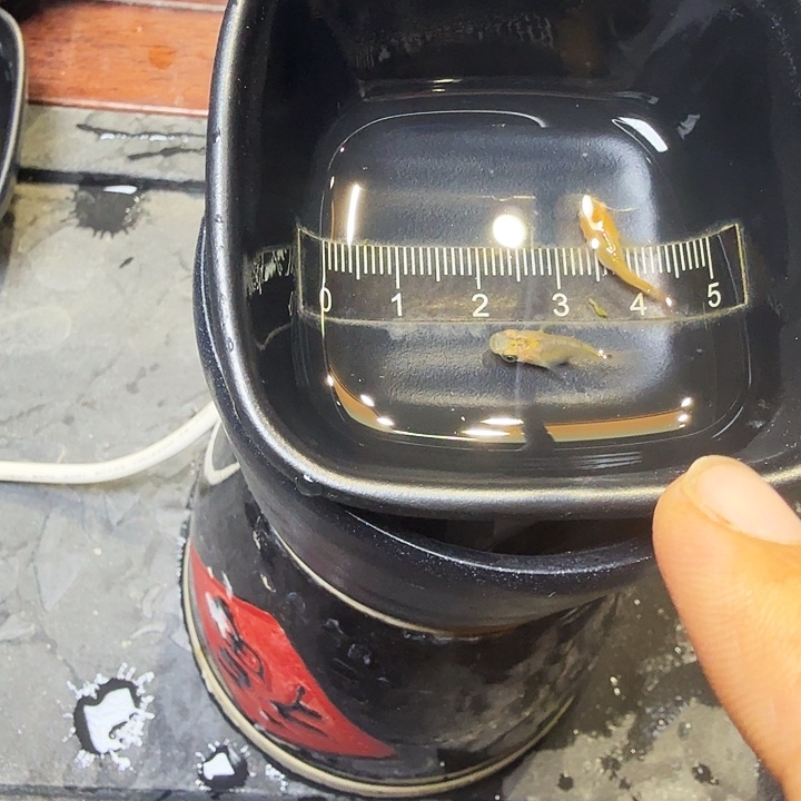 青鳉鱼19号拍品黄金黑鳞