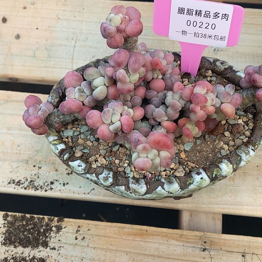 20统计啦利润魔芋我哦哦