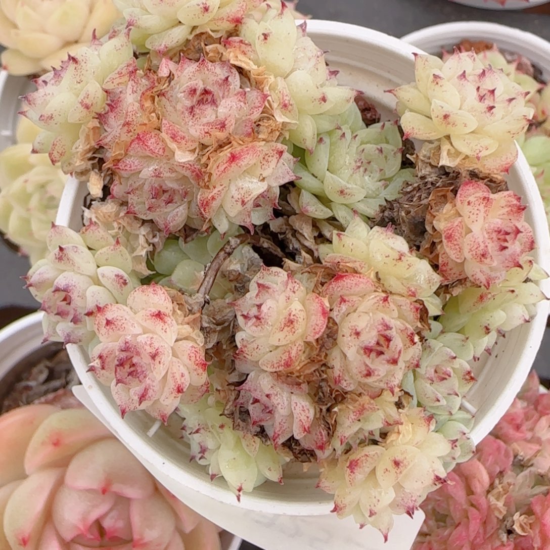 一***男花语多肉1225-164魔仙散