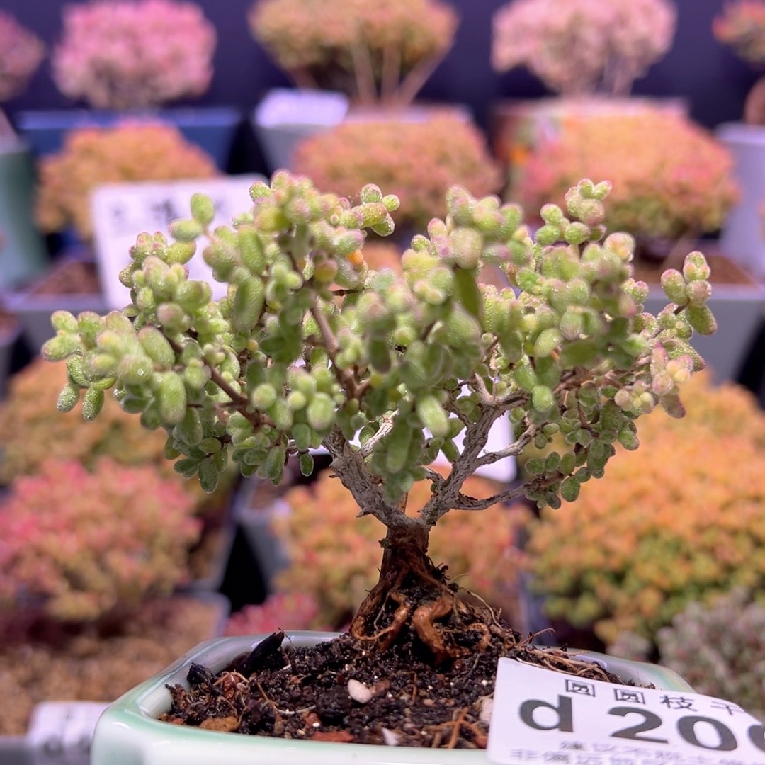 m**od200糖球白糊斑锦午播福利