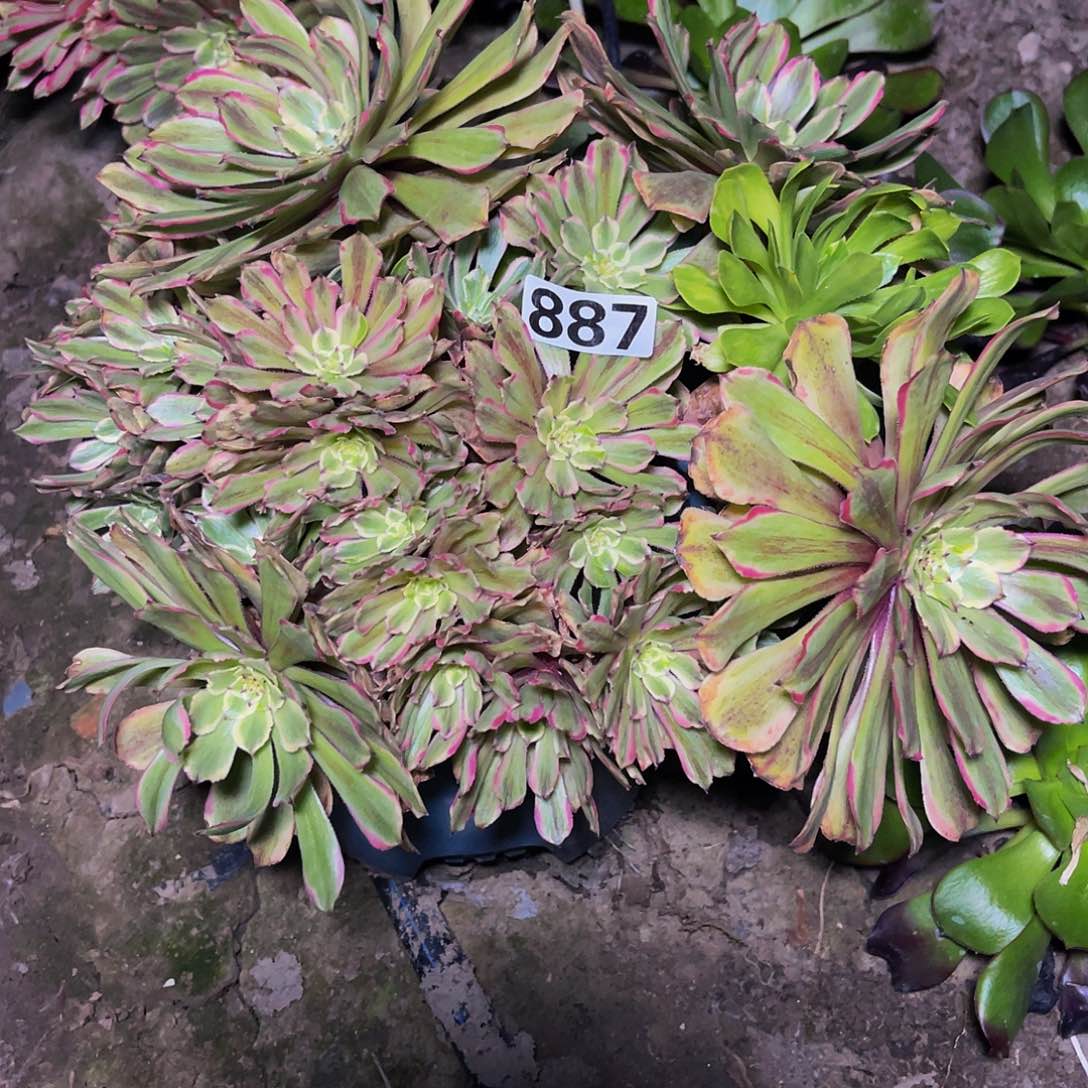 法师法师13-15包邮法师