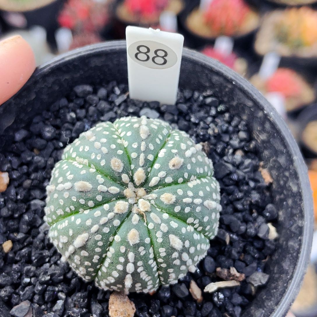 非偏远地区满25包邮仙人球