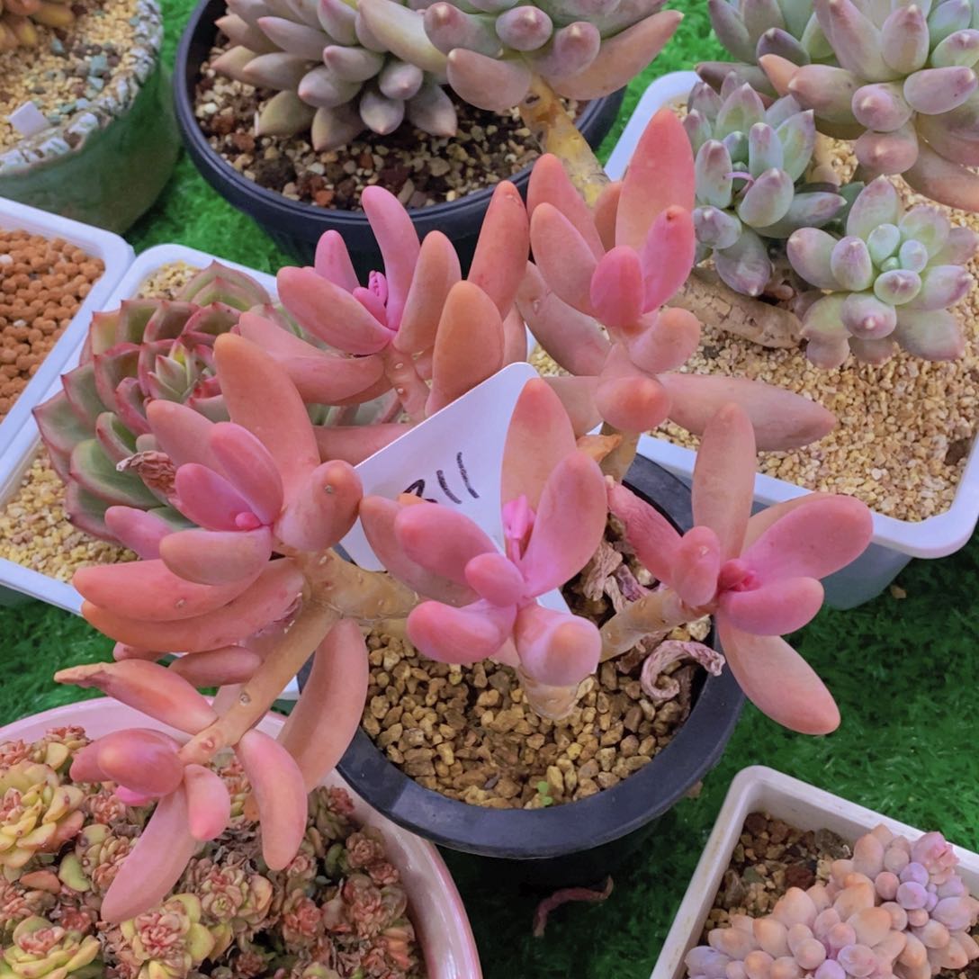 昏***吼开心多肉植物多肉