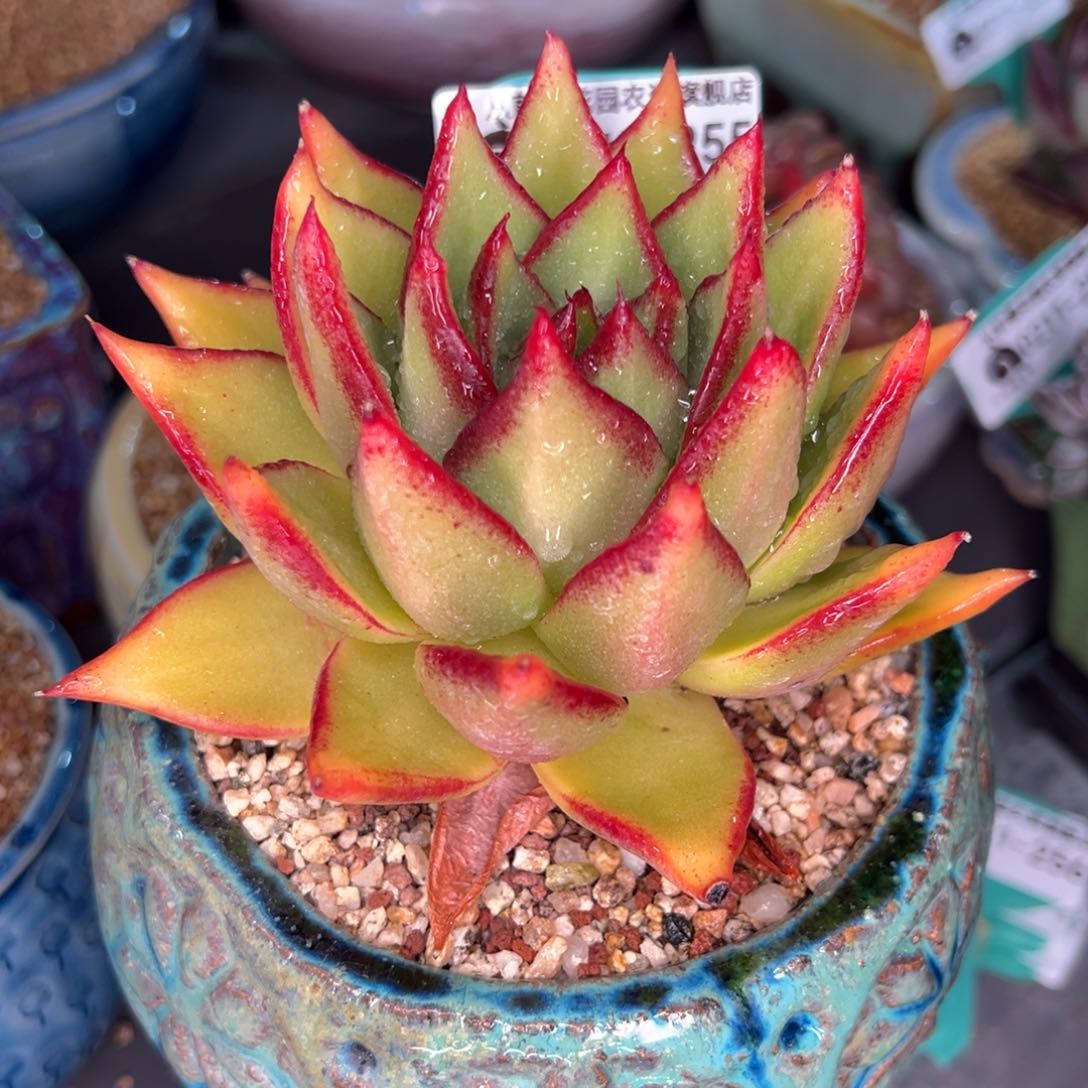 从前慢多肉精选编号0211.255