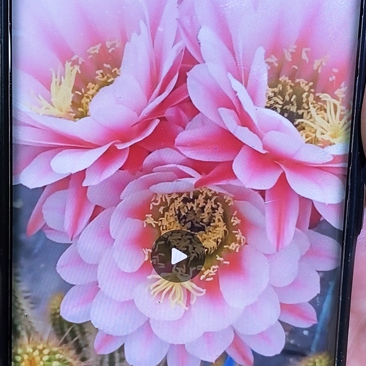 毛 粉中筋/侧芽歪20包邮/