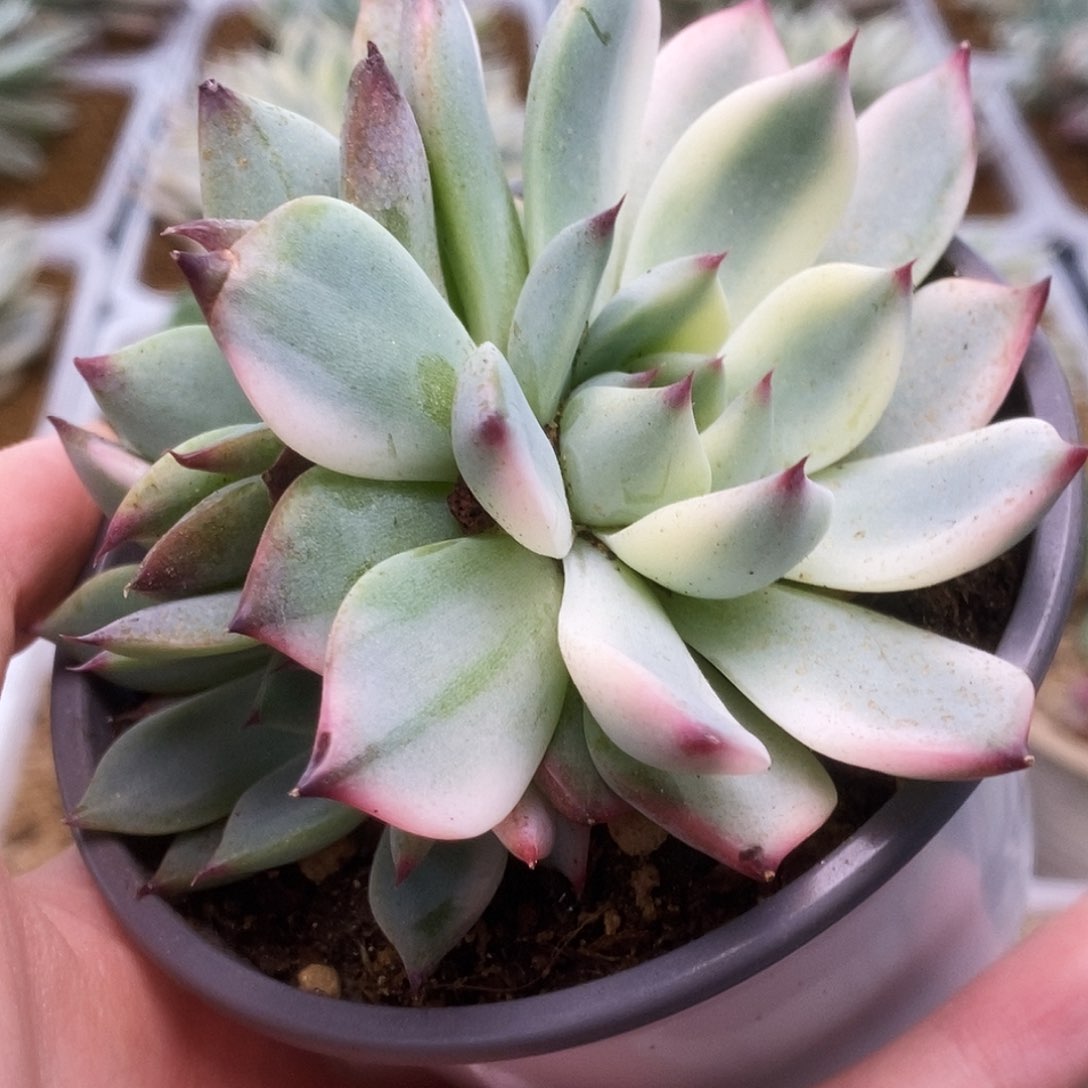 006锦锦锦锦锦锦锦锦锦