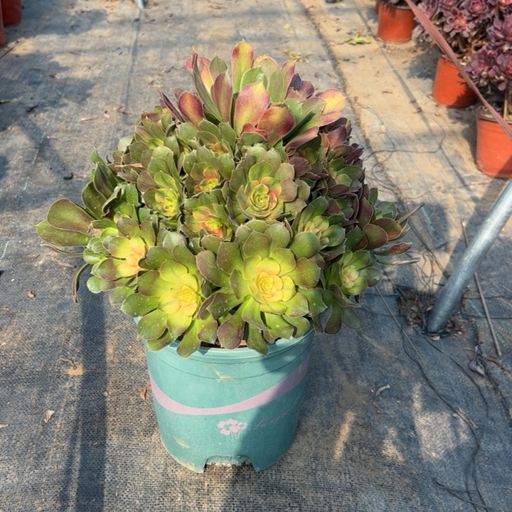 44雅典拉多肉多肉多肉