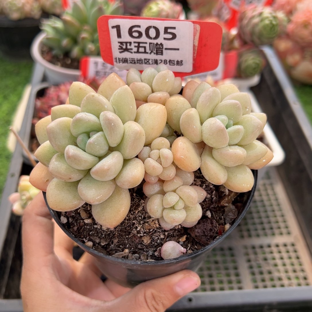 表妹精品多肉1605.