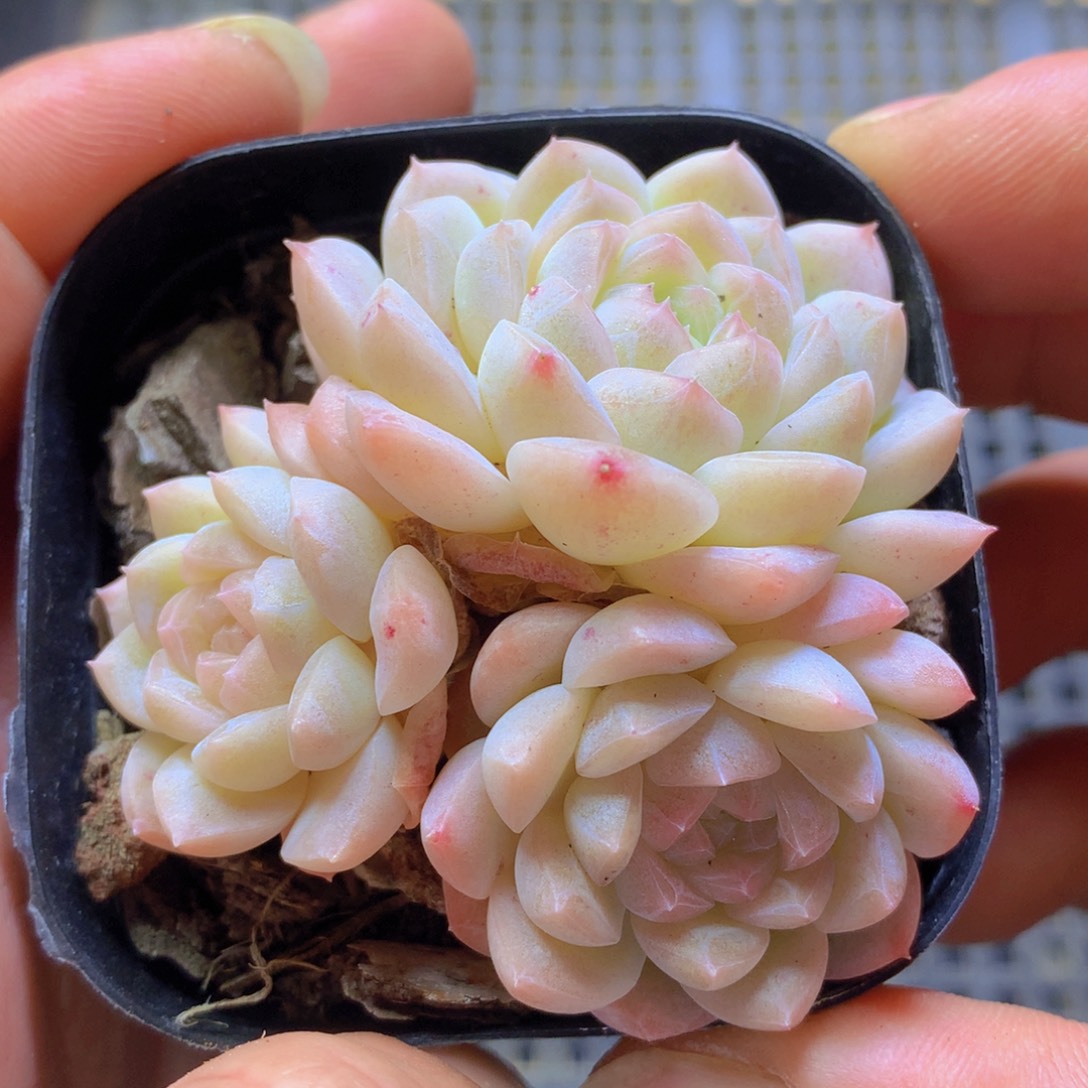 白桃汽水精控一物一拍
