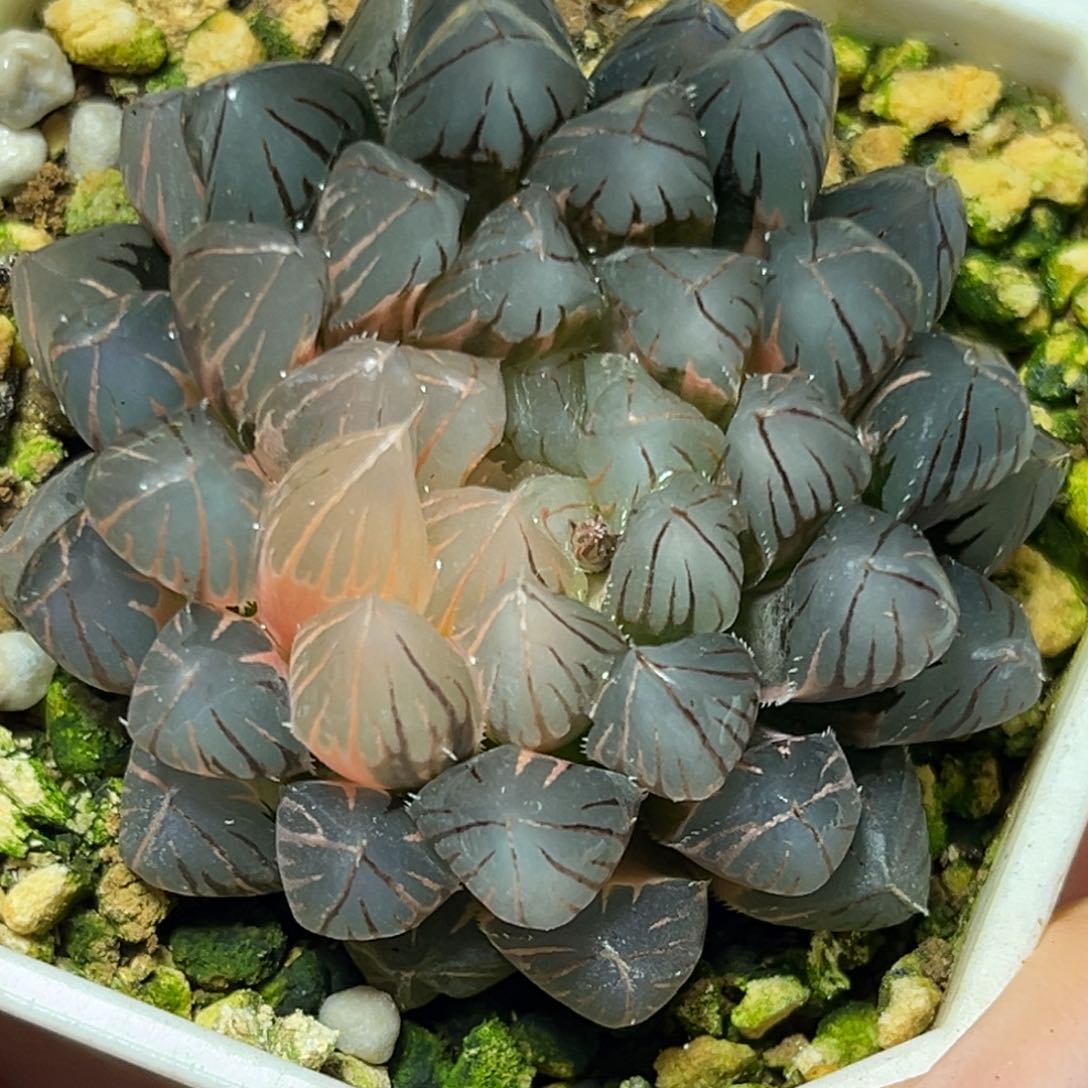 恭喜发财大吉大利682霓虹