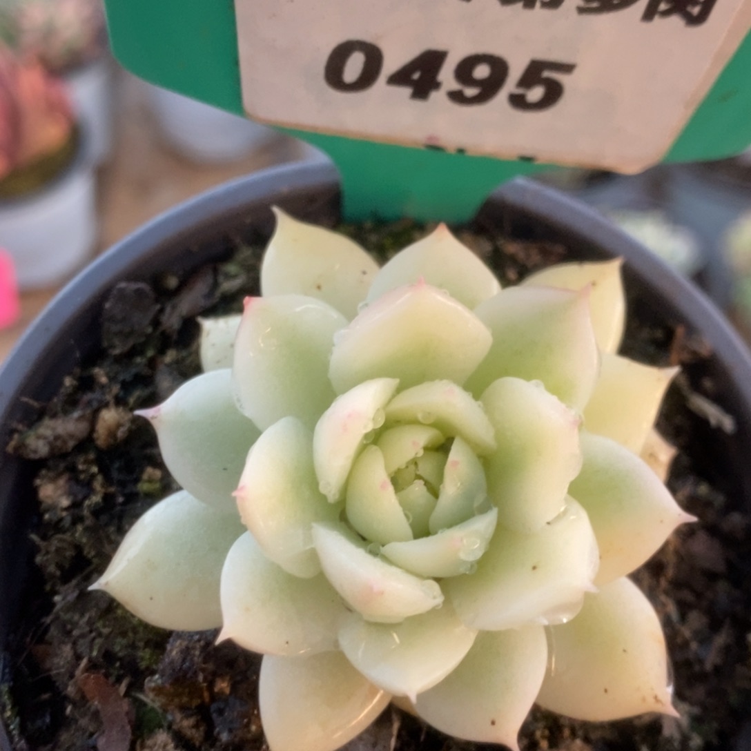 495加勒比海蓝补差价240雨燕座