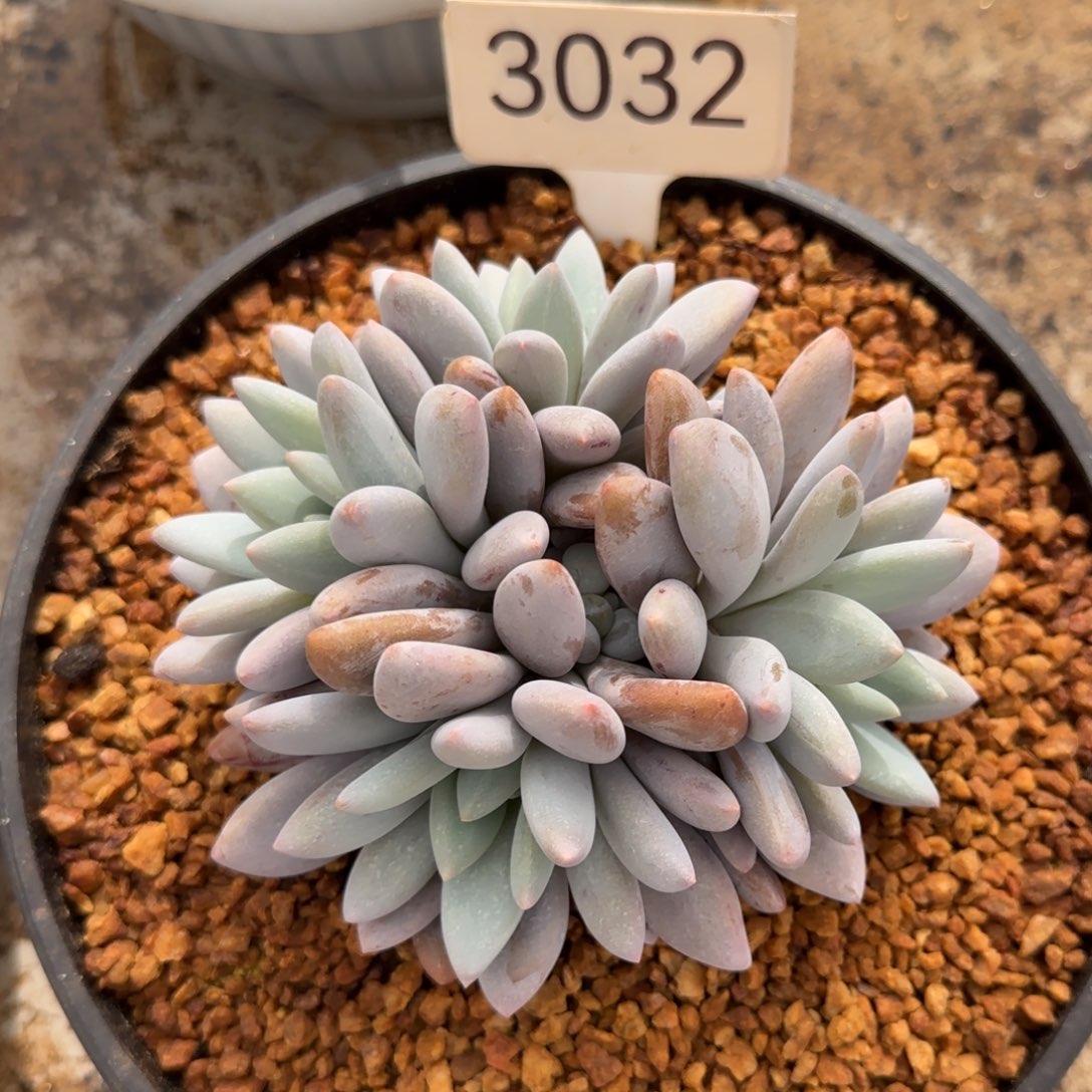 3032。       橙龙四头福利肉