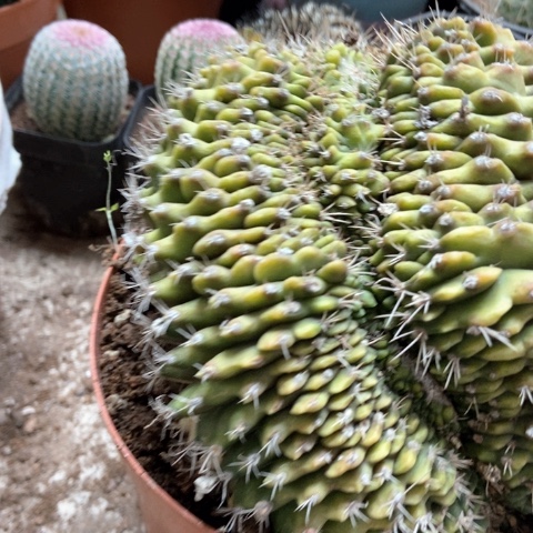 催皇冠仙人球18米仙人球