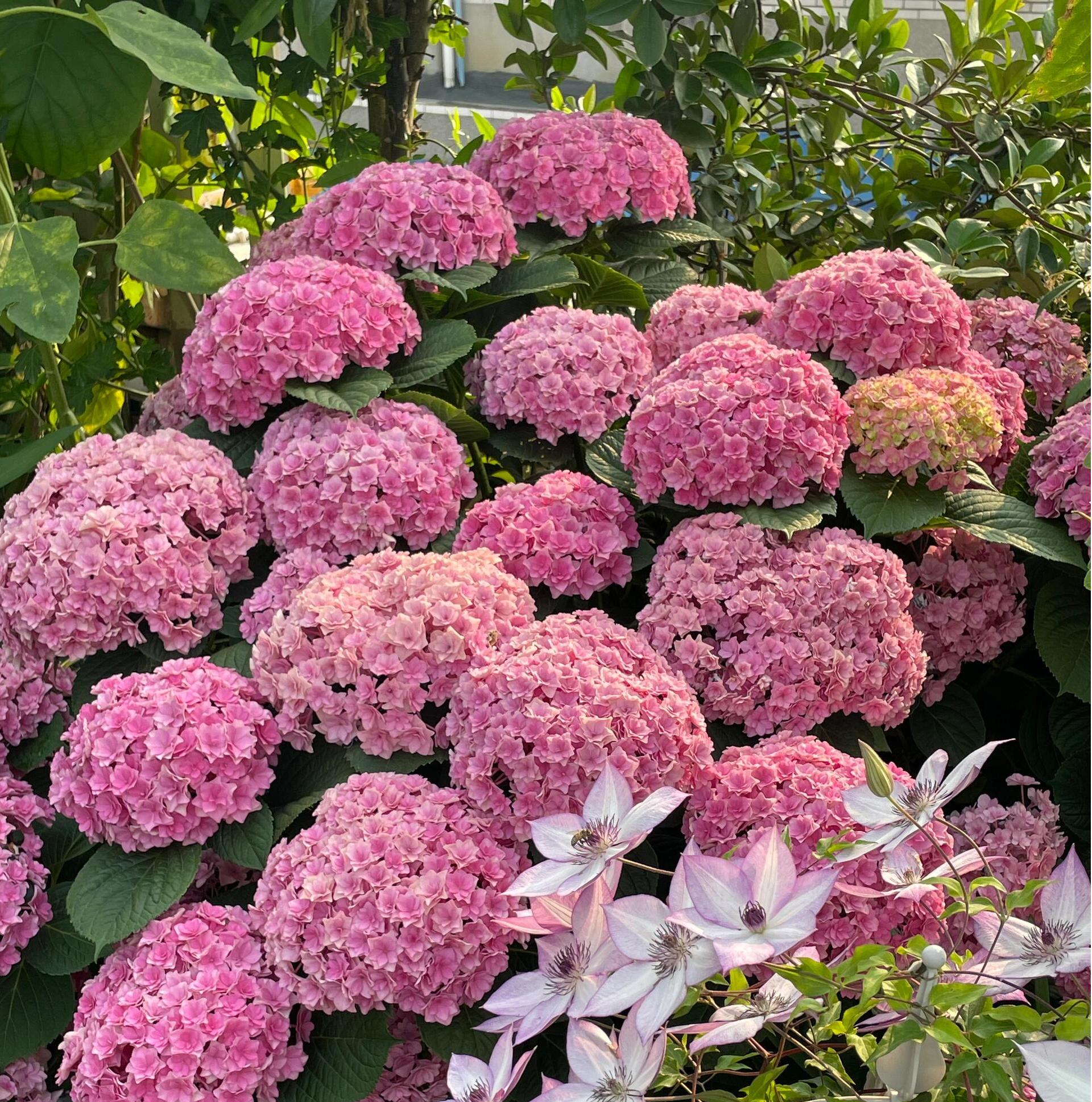 绣球花盆栽一物一拍带花苞发货