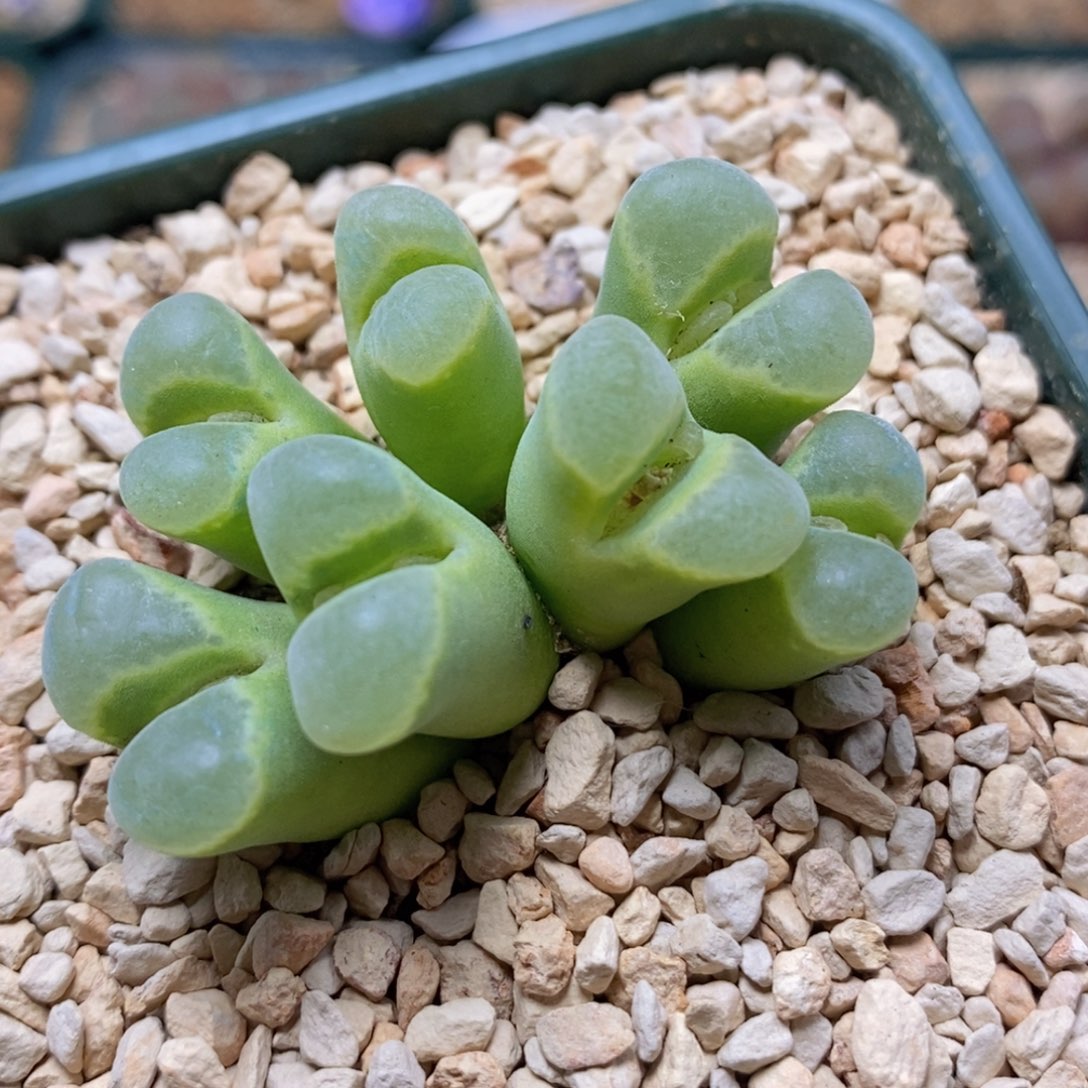 7头天鹅绒1802系列