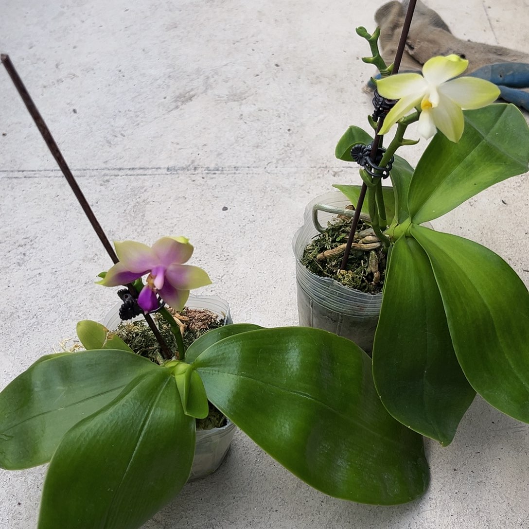 完全开放蓝贝交弥陀白虎