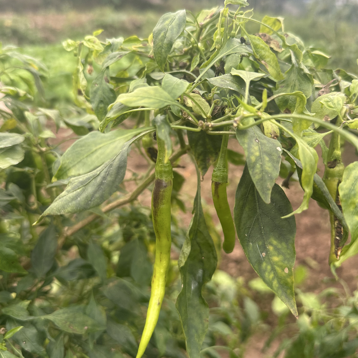 现摘新鲜薄皮嫩青线椒清香美味可尝鲜