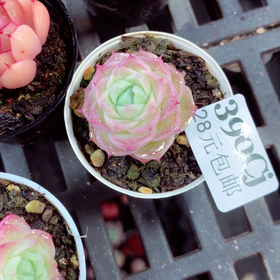 5厘米盆精控多肉390