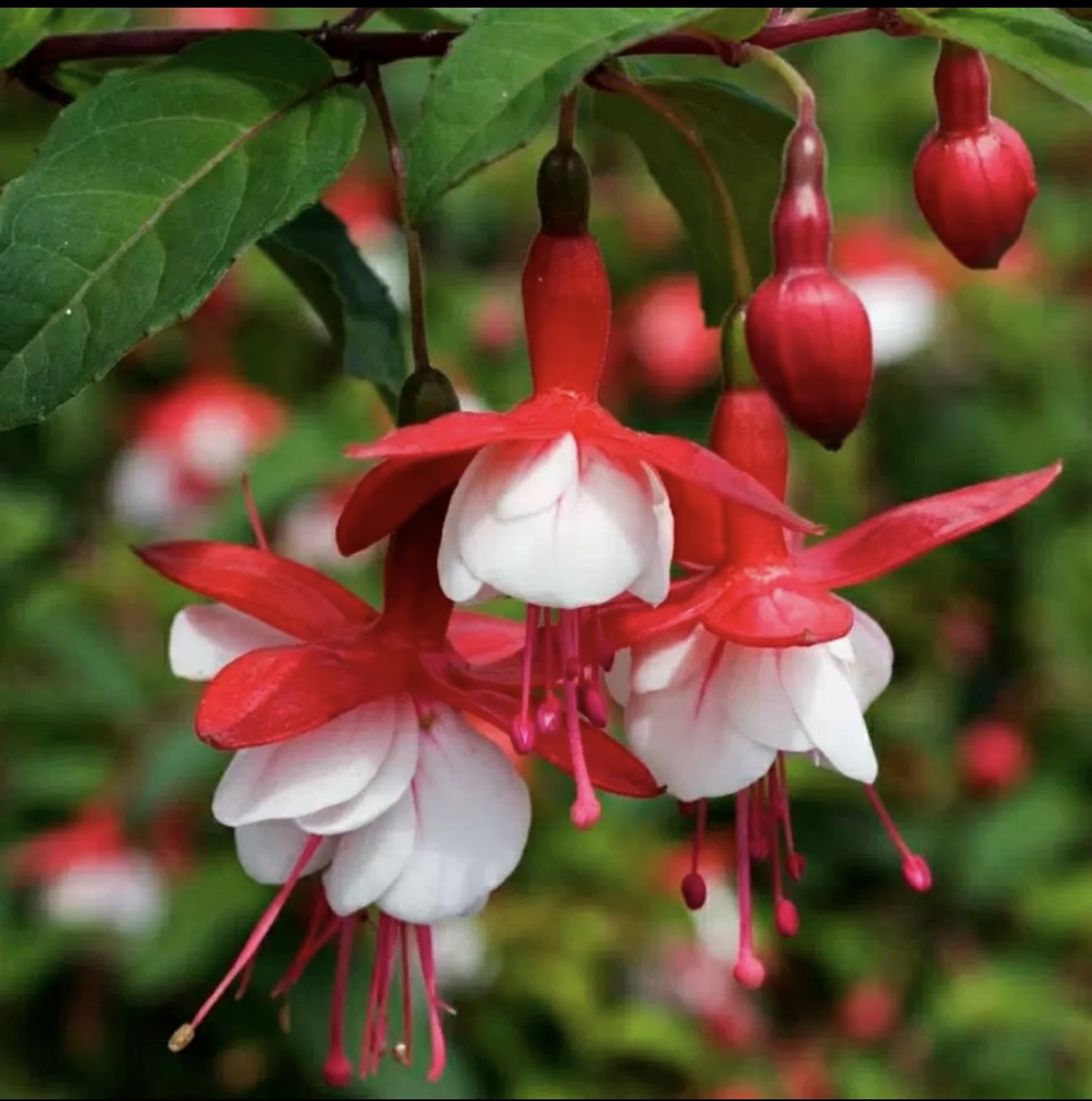 百叶裙倒挂金钟灯笼花大花重瓣带花苞花期长花量大阳台盆栽