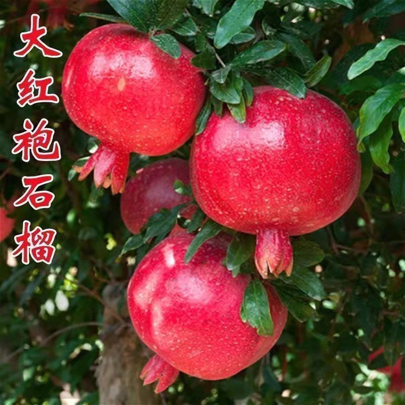 阳光果园：冰糖心石榴石榴树苗耐旱耐热嫁接易成活