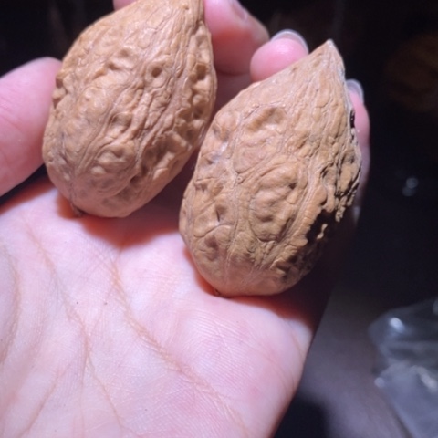 把件文玩核桃东北野生楸子小园 237