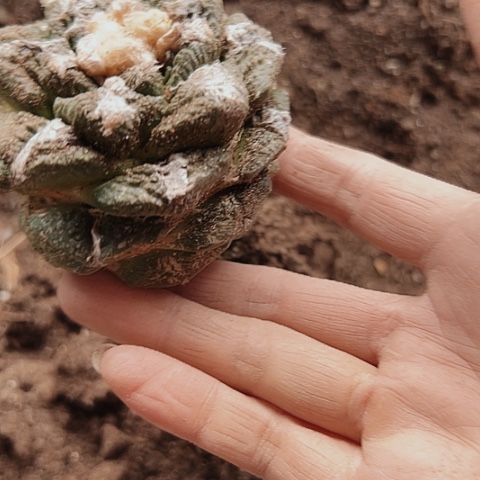 2547牡丹嫁接的仙人球