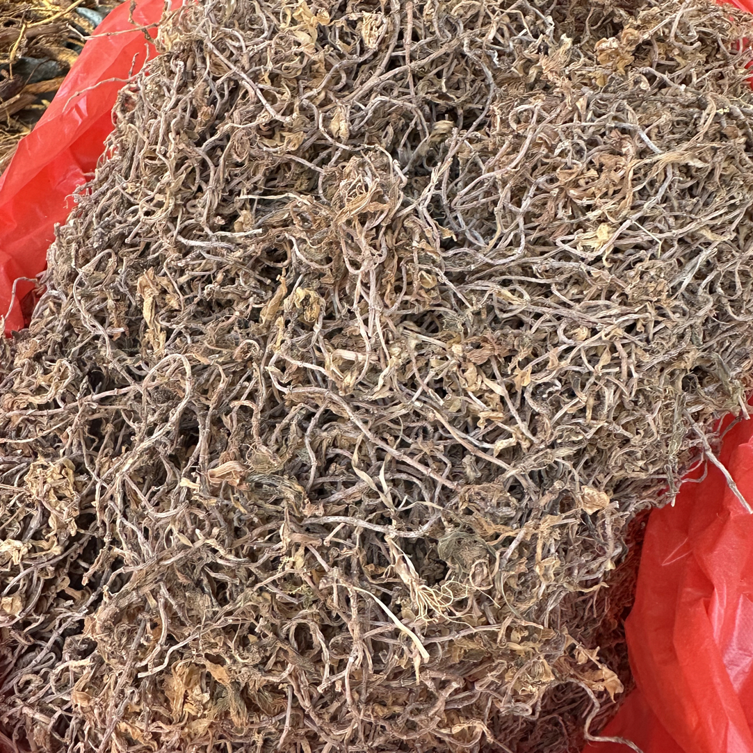 广西垂盆草中药材野生可泡水 垂盆草