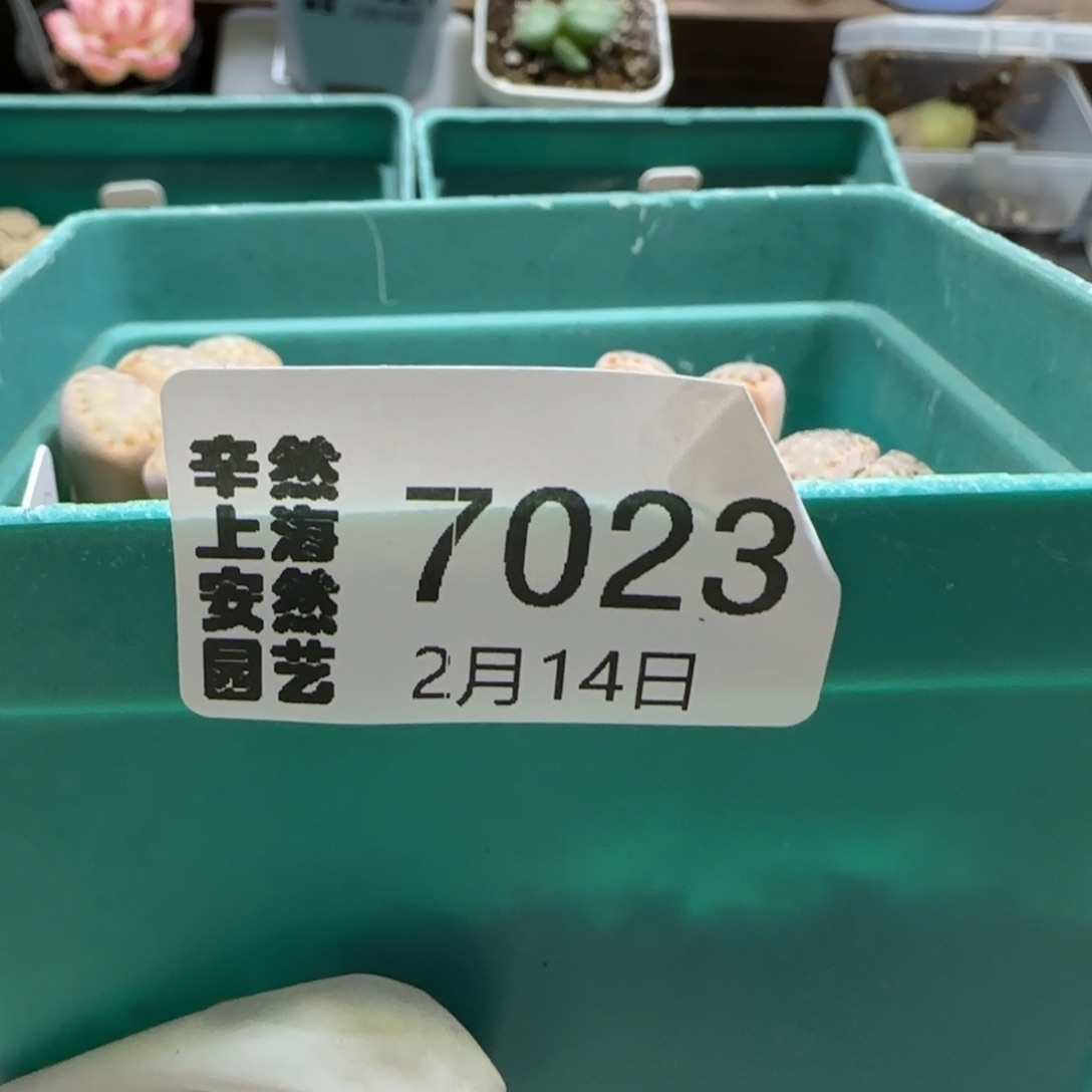 y****雅2。14。7023。c 24饼干。清盒。