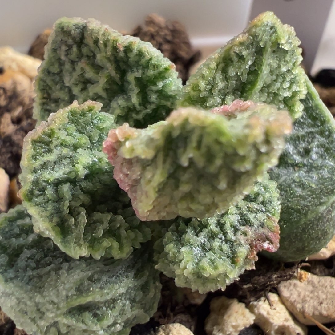 实生新品多肉植物水泡多肉植物