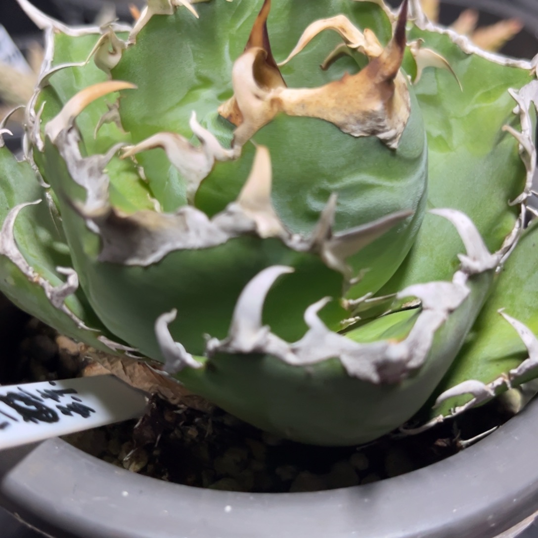 大白鲸 绿植盆栽 优选