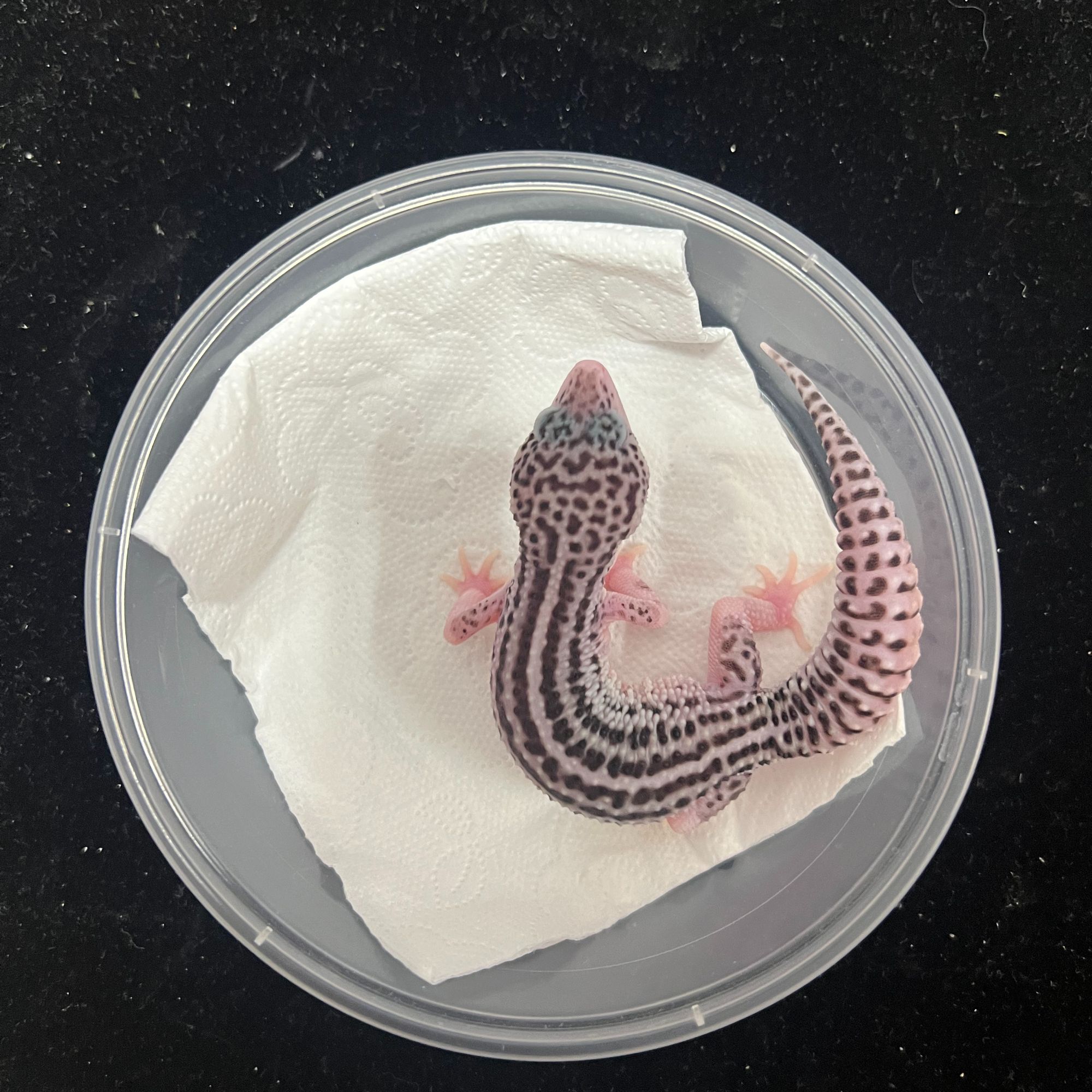 50银河20克公7.18生日