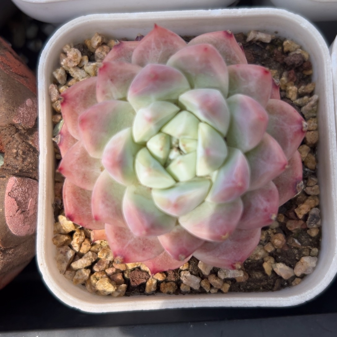 佳人精控多肉一物一拍