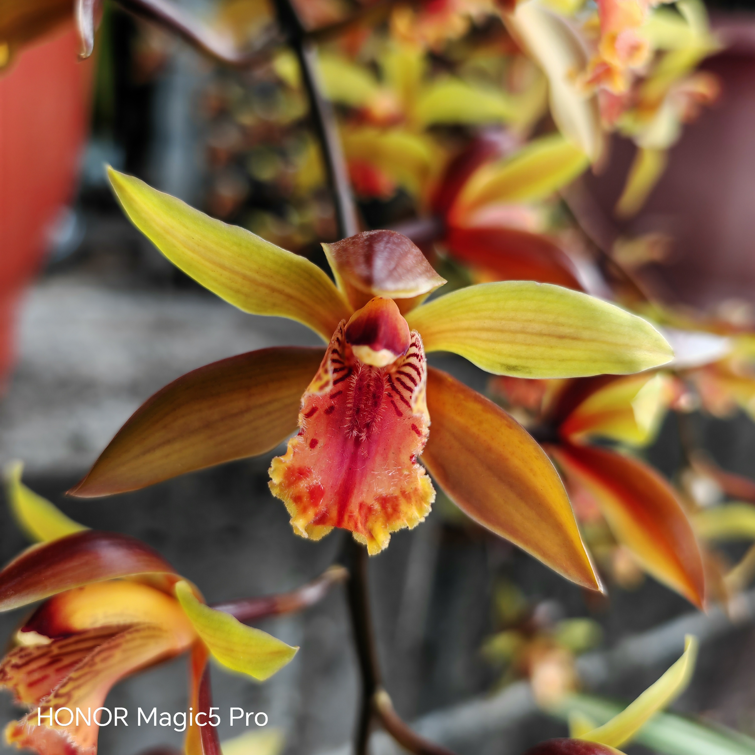 云南滇南虎头浓香（一物一拍）