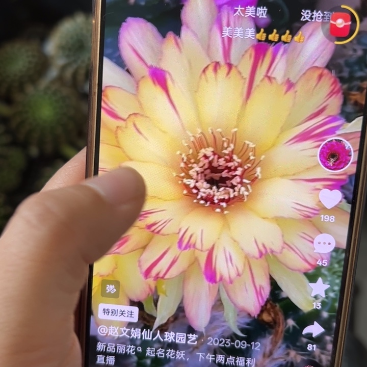 无花朵仙人球侧芽歪花妖