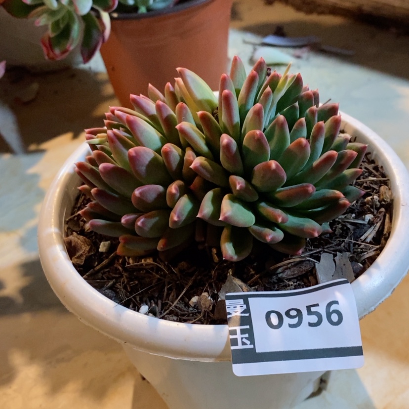 【闪购商品】惠兰0956