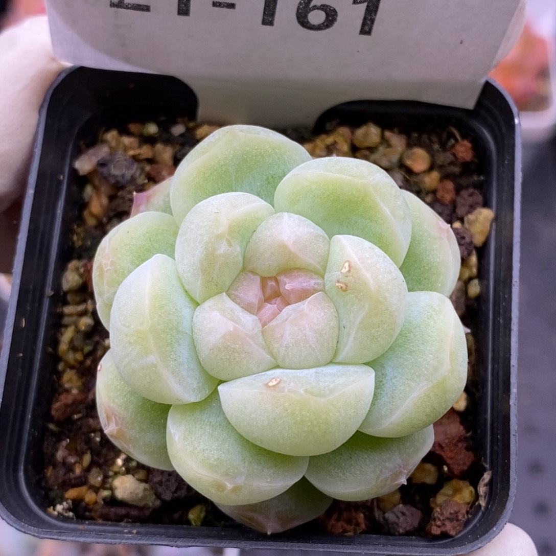 【闪购商品】21-161蜡像