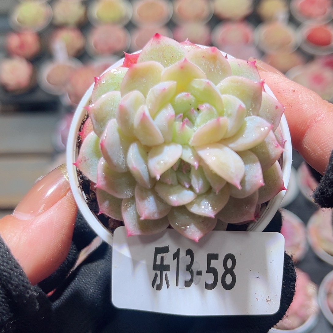 乐13-58 新品单头