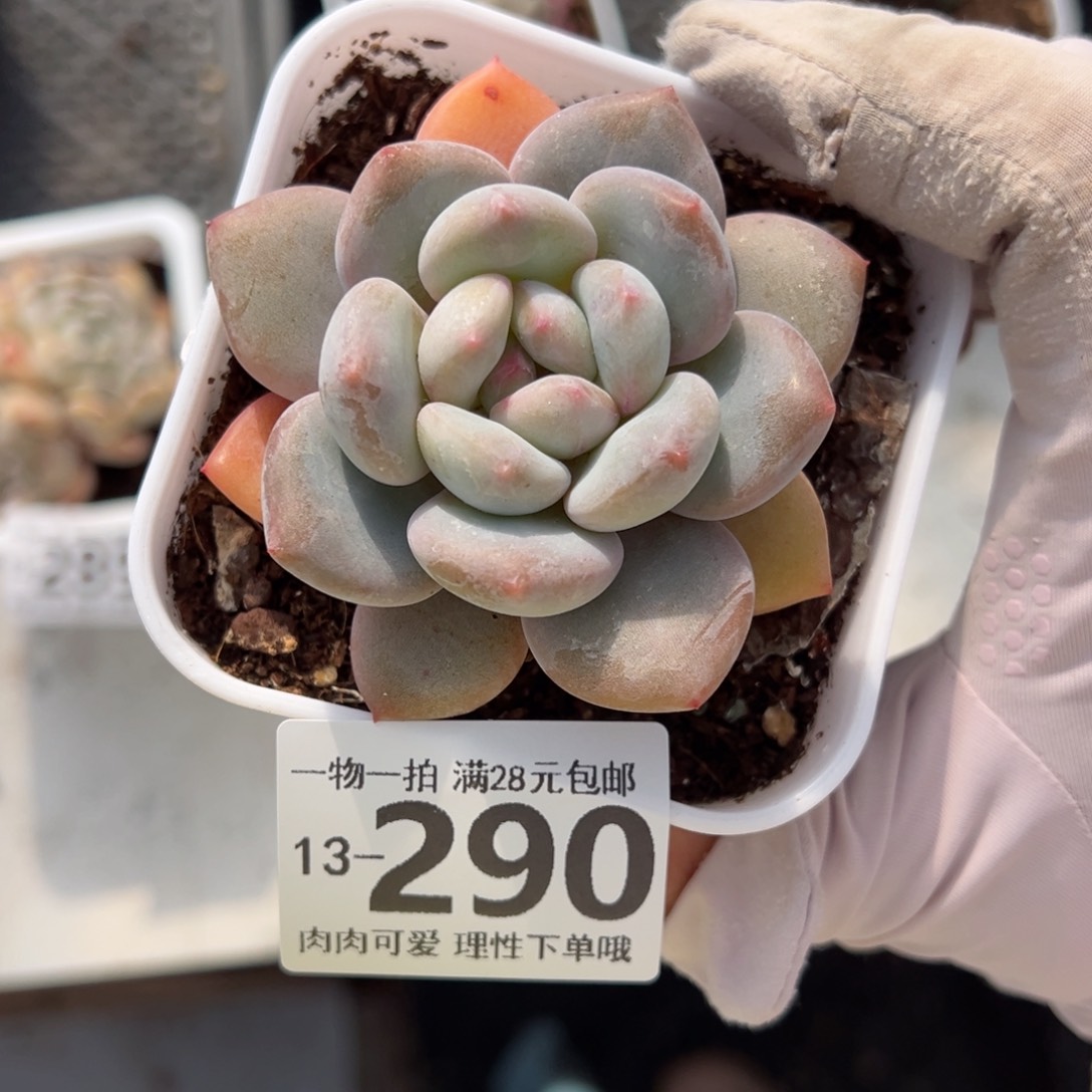 香橙多肉多肉多肉