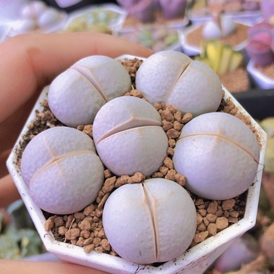 无花朵0590，2.2-2.5厘米如图